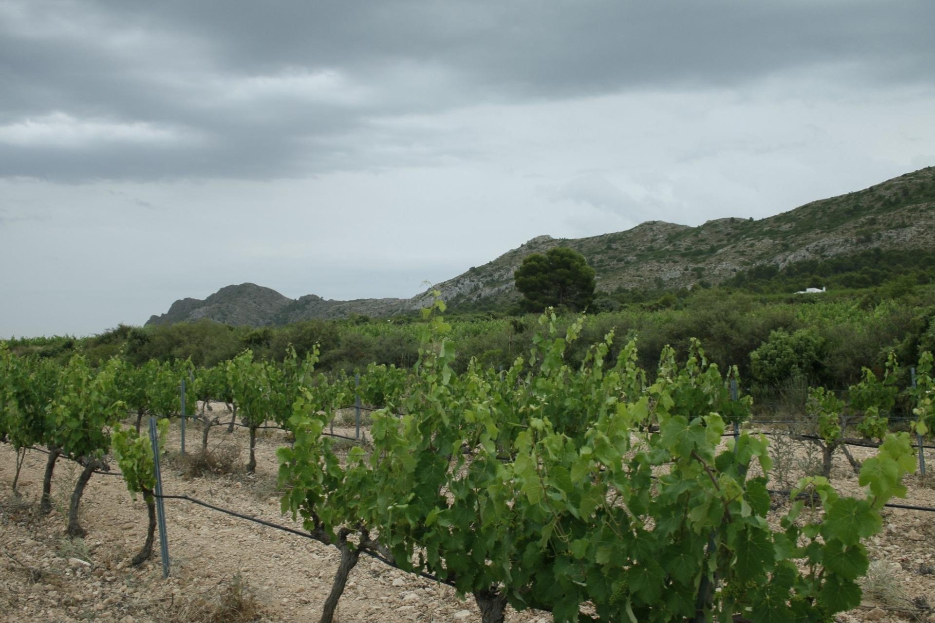 Nauja statyba - Villa - Yecla