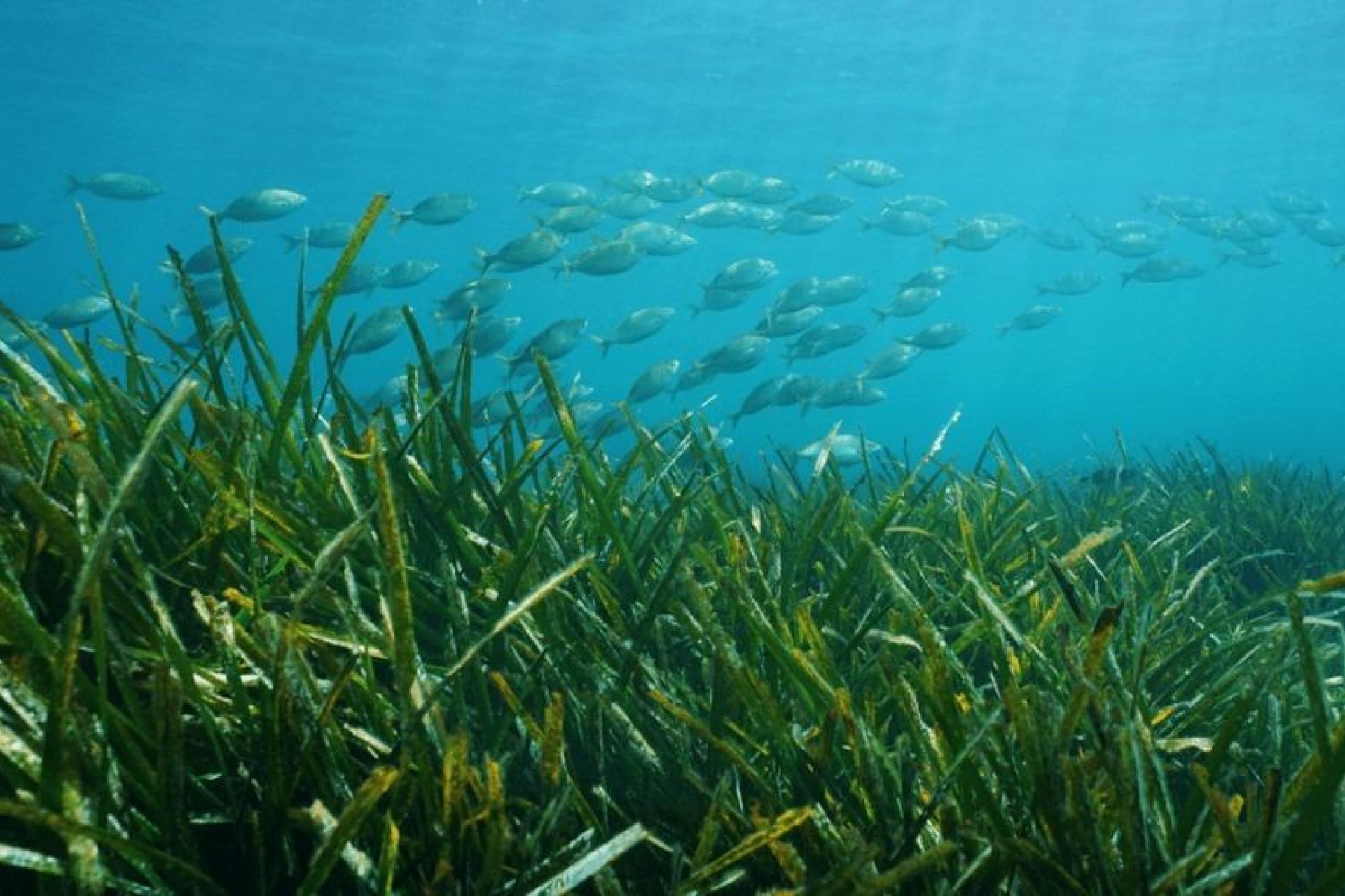 Rynek Pierwotny - Villa - Benissa
