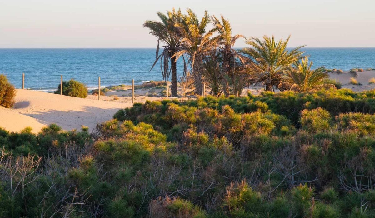 Rynek Pierwotny - Penthouse - Guardamar del Segura