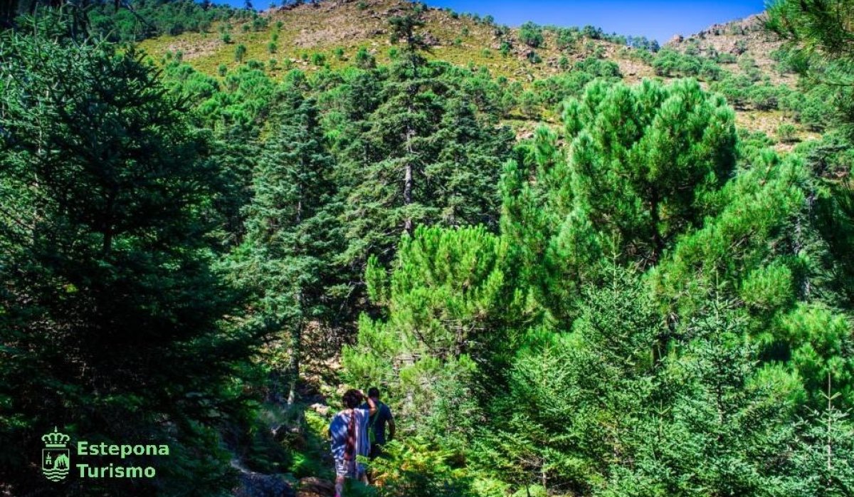 Obra nueva - Ático - Estepona